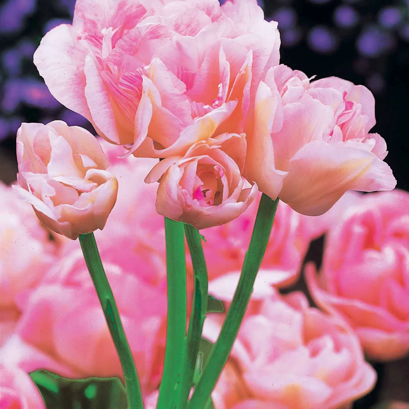 Pfingstrosenblütige Tulpen – Kollektion - Image 6