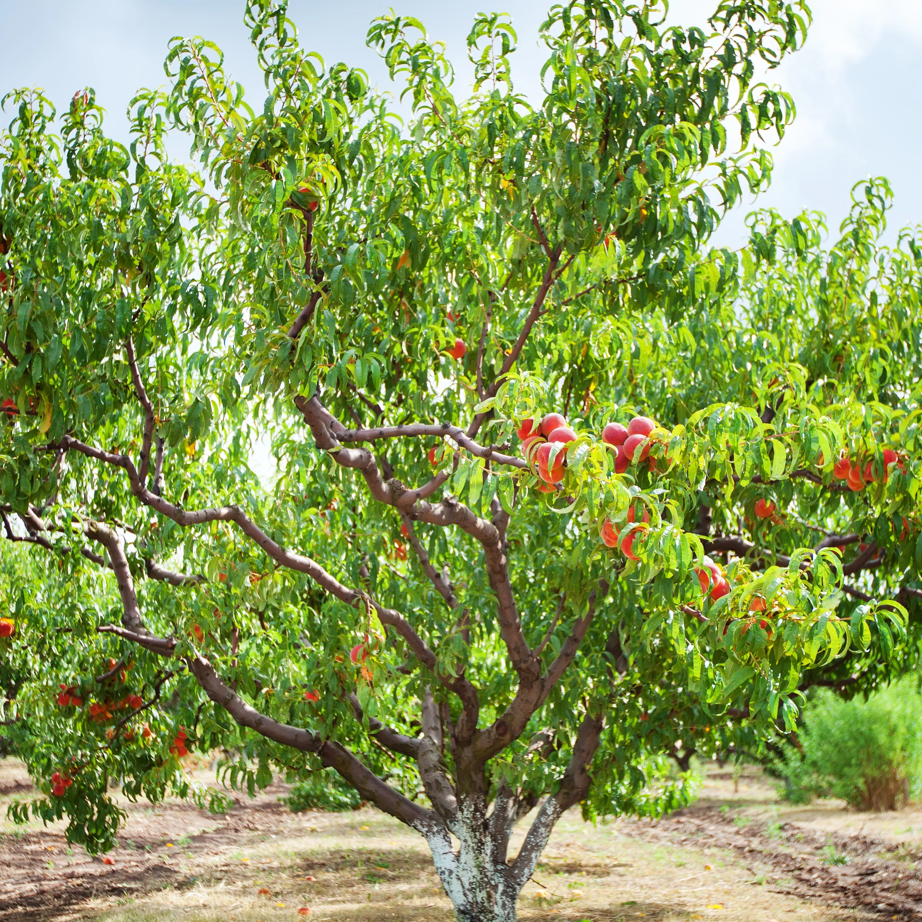 Pfirsichbaum Suncrest - Image 3