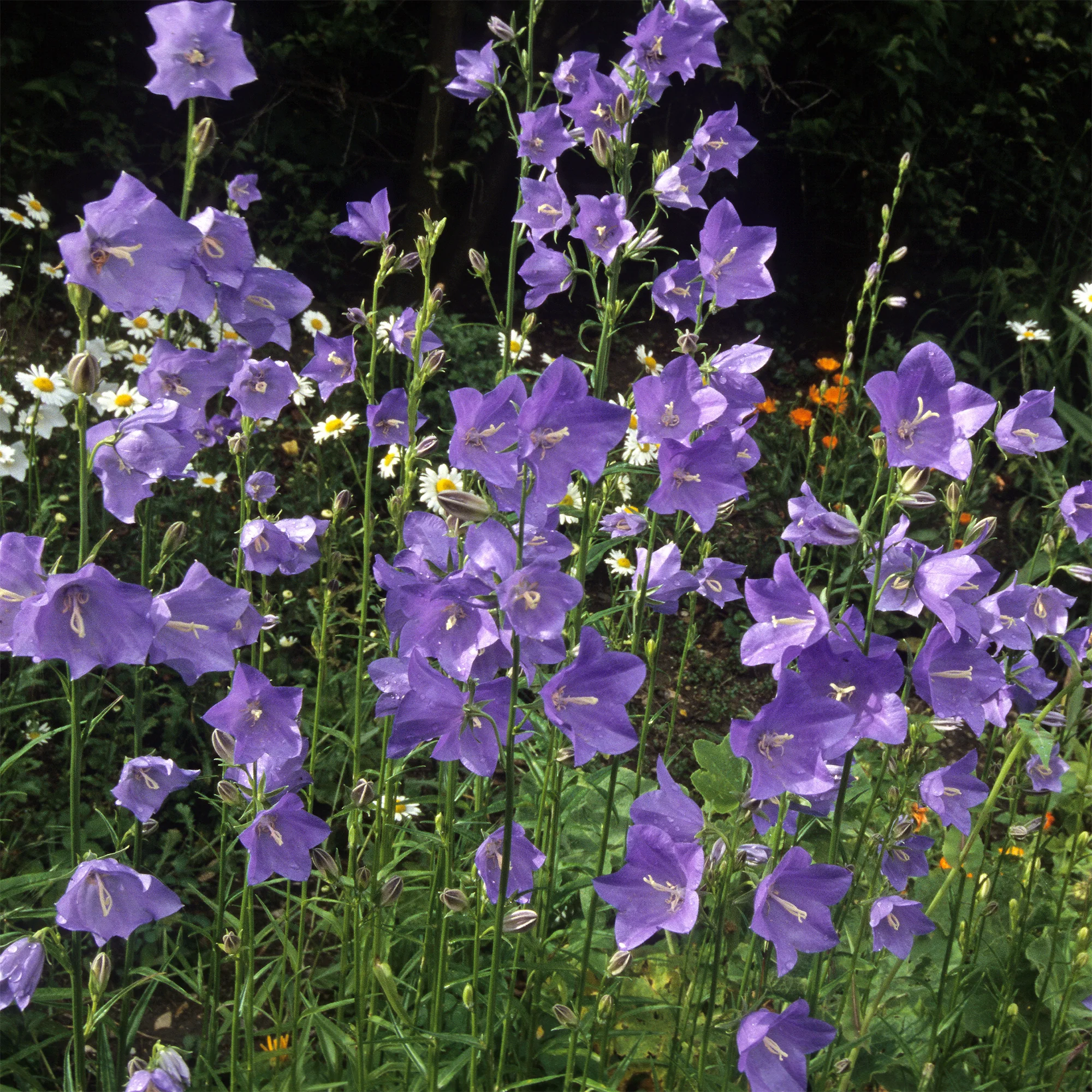 Pfirsichblättrige Glockenblume - Image 2