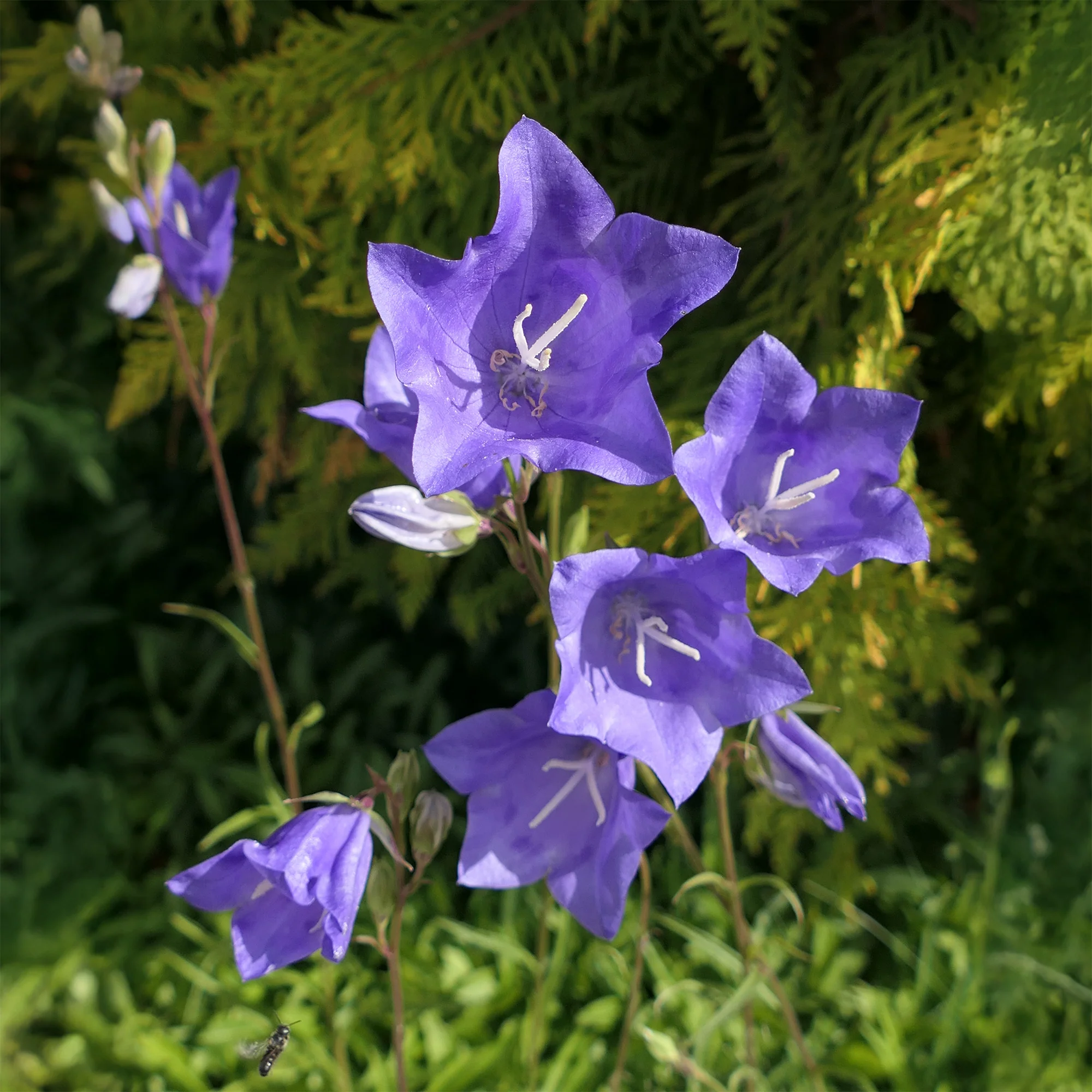 Pfirsichblättrige Glockenblume - Image 3