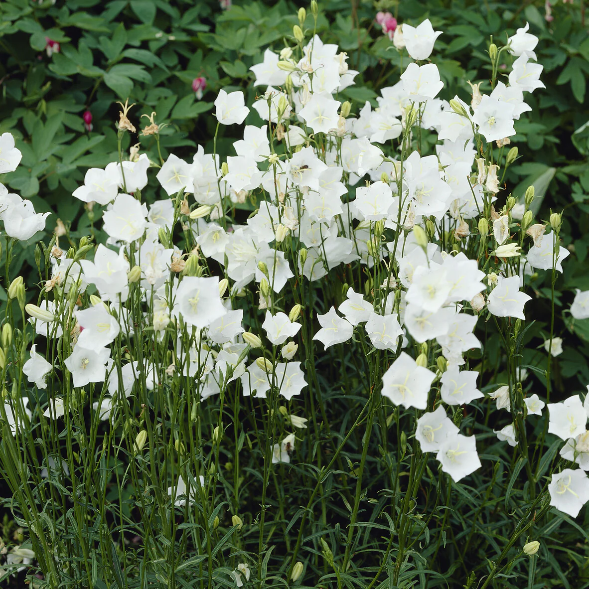 Pfirsichblättrige Glockenblume Alba