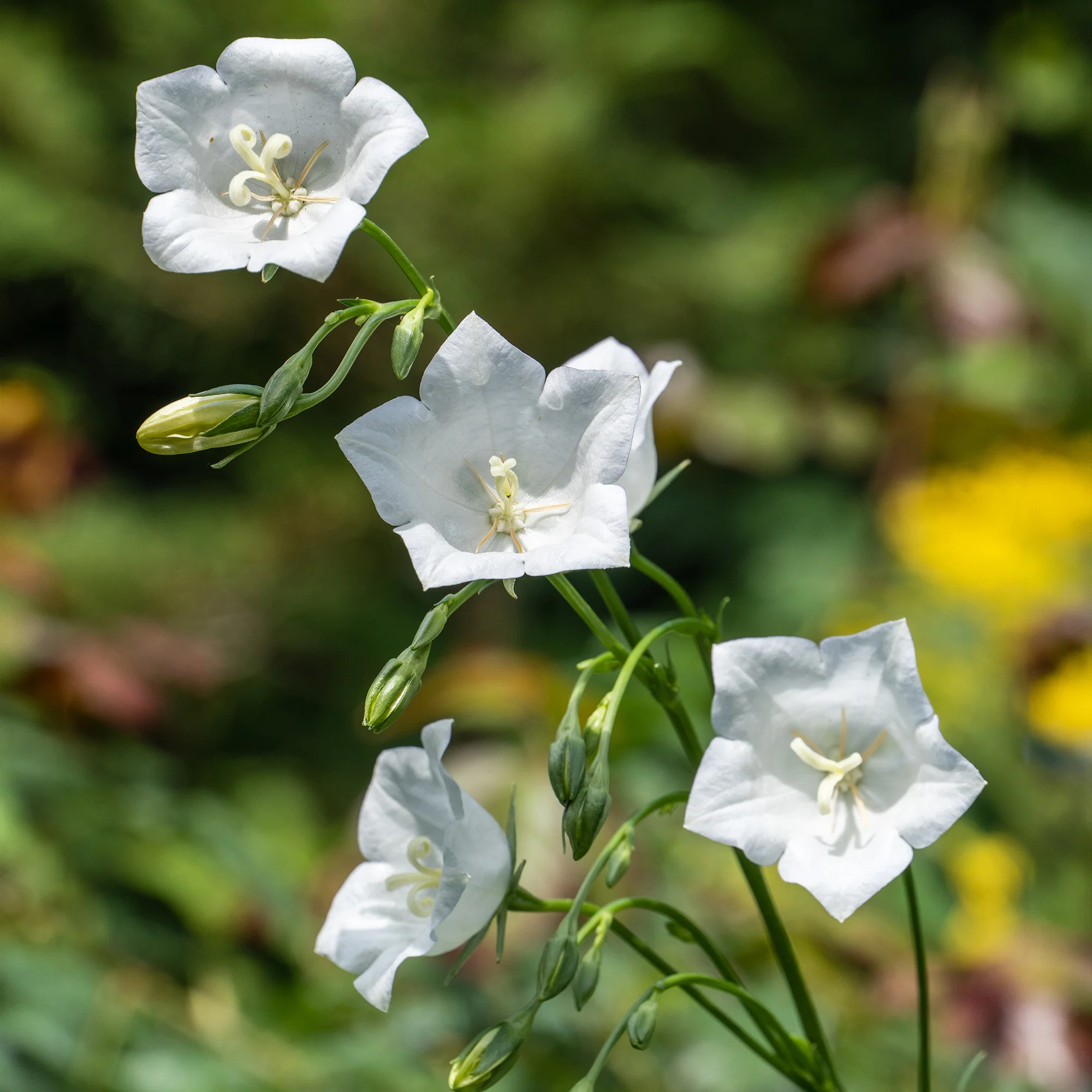 Pfirsichblättrige Glockenblume Alba - Image 2