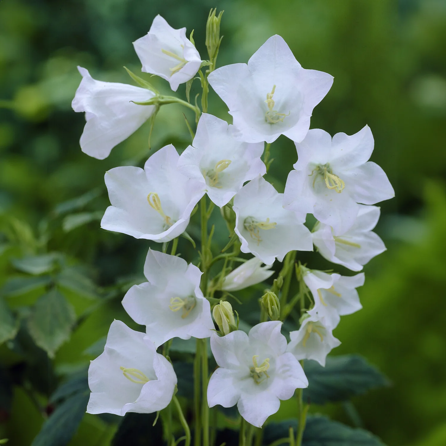 Pfirsichblättrige Glockenblume Alba - Image 3