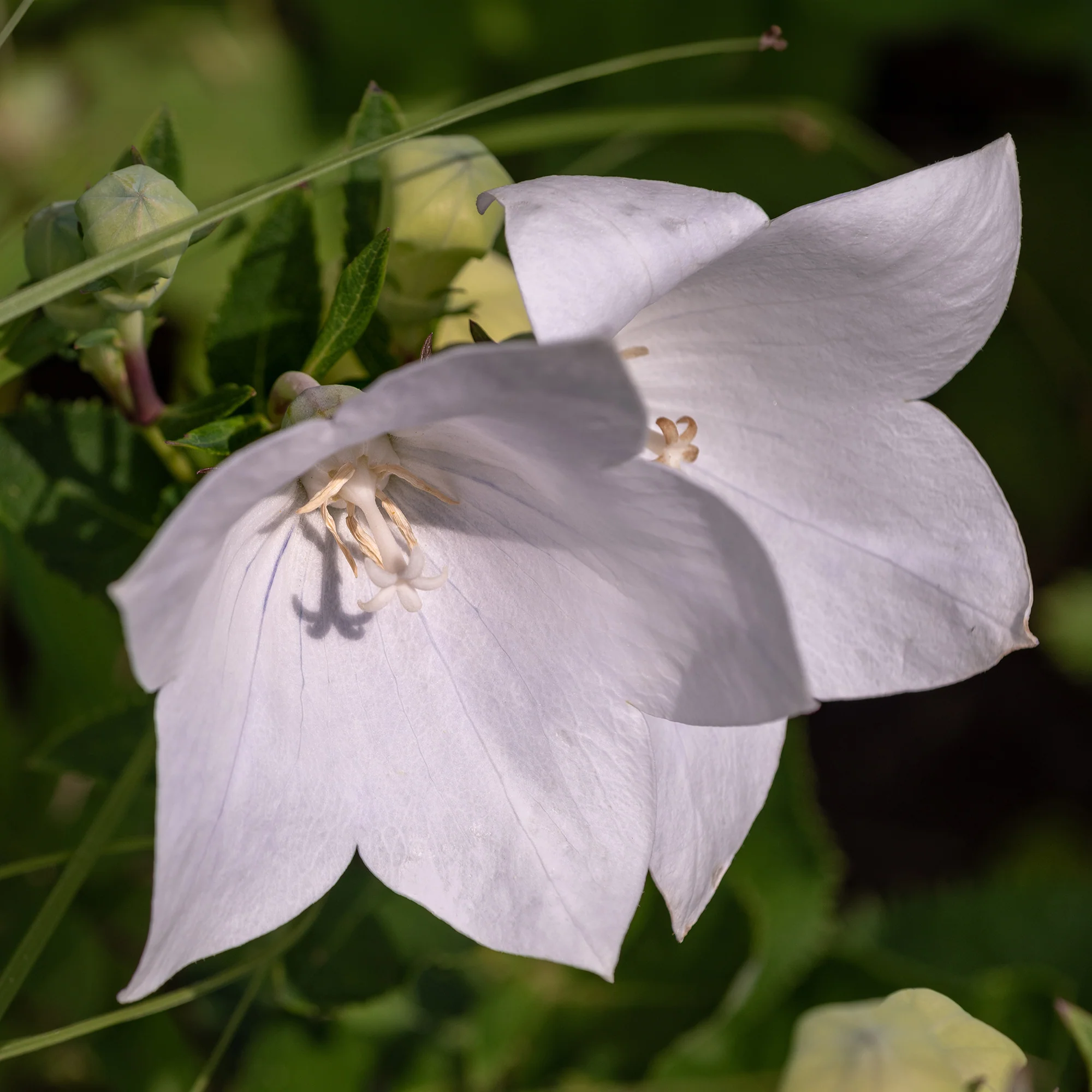 Pfirsichblättrige Glockenblume Alba - Image 4