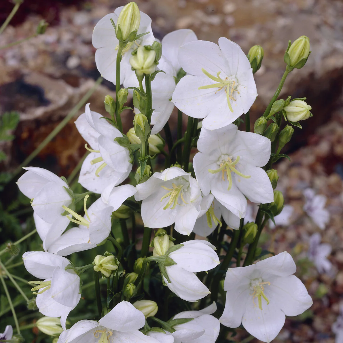 Pfirsichblättrige Glockenblume Alba - Image 5