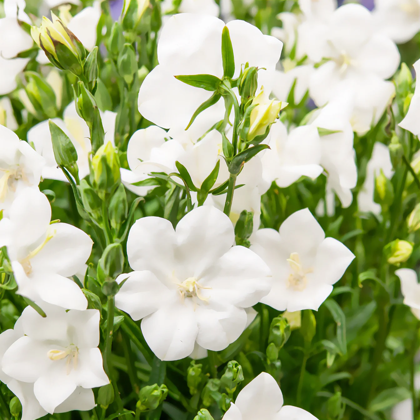 Pfirsichblättrige Glockenblume Alba - Image 6