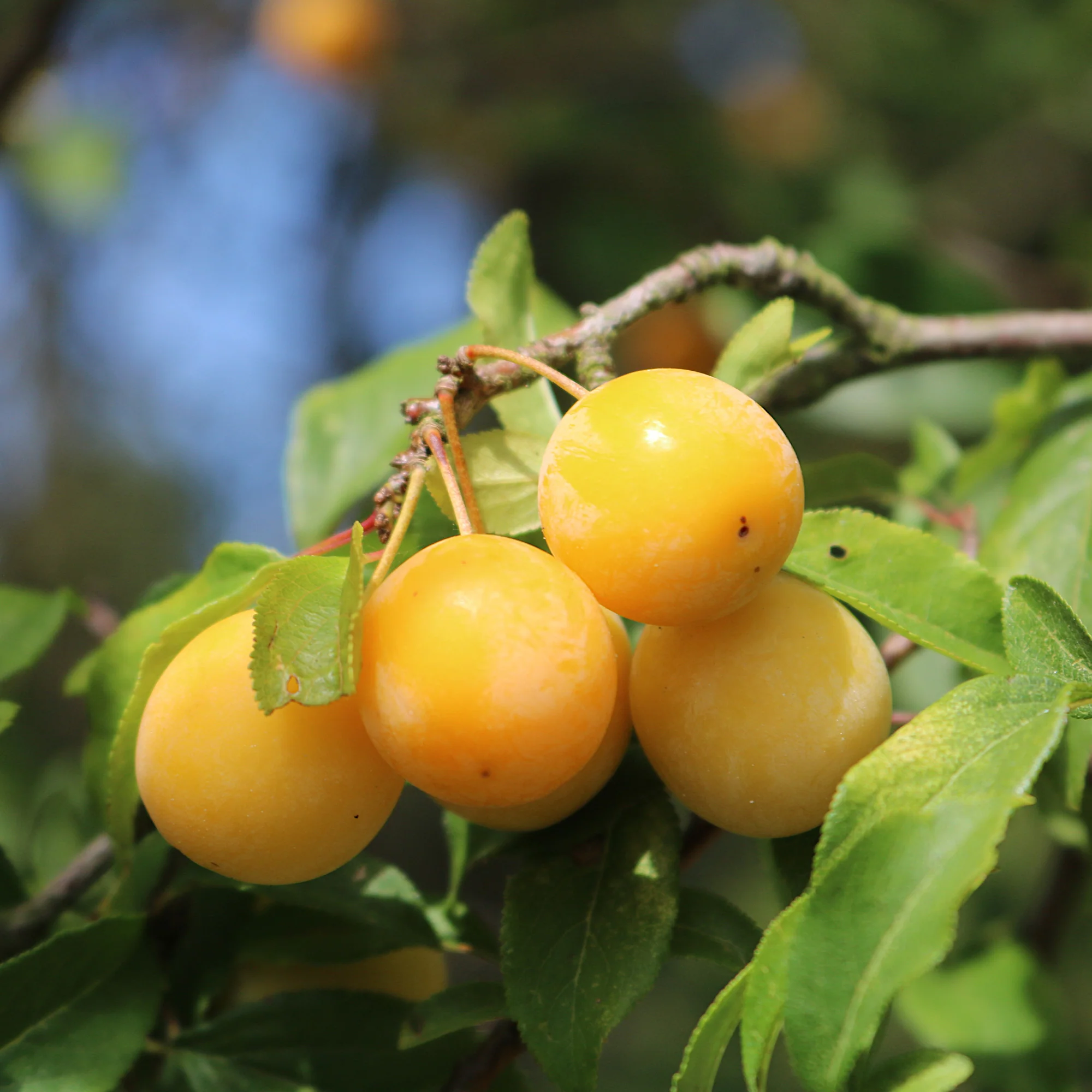 Pflaume Mirabelle von Nancy