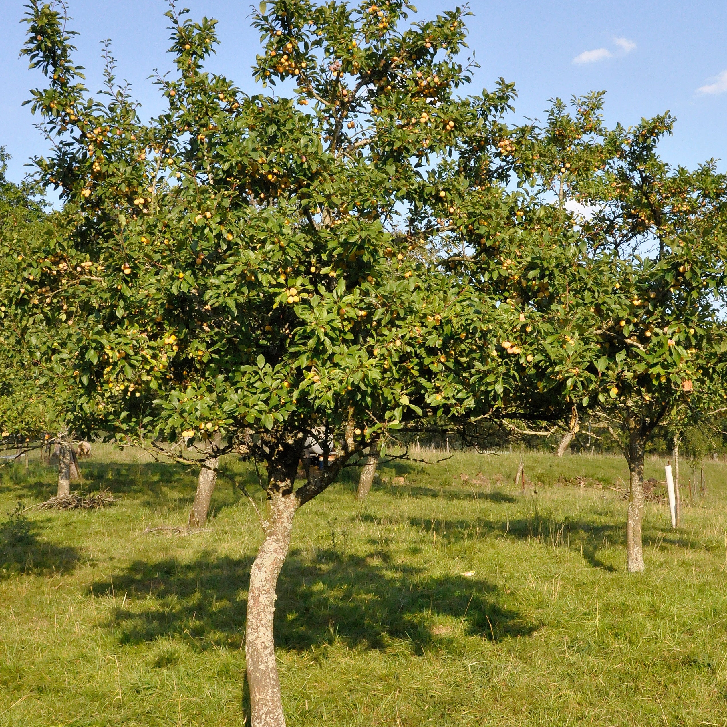 Pflaume Mirabelle von Nancy - Image 6