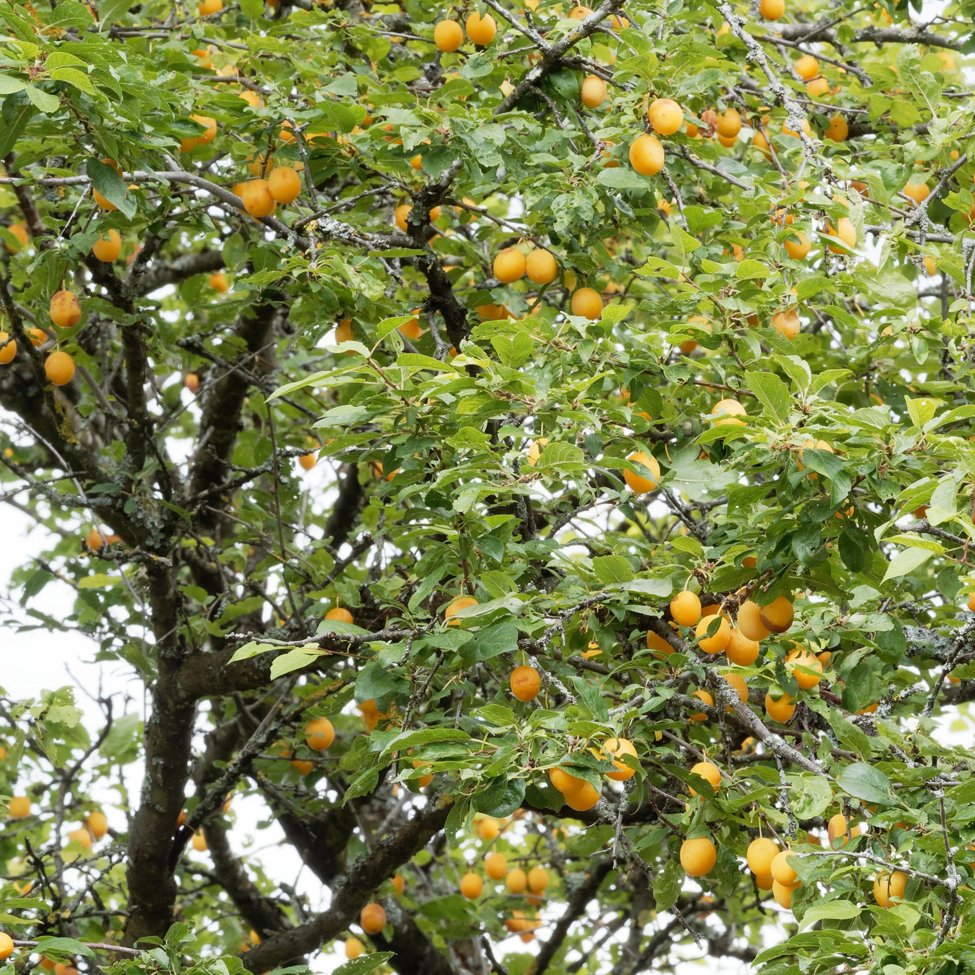 Pflaume Mirabelle von Nancy - Image 7