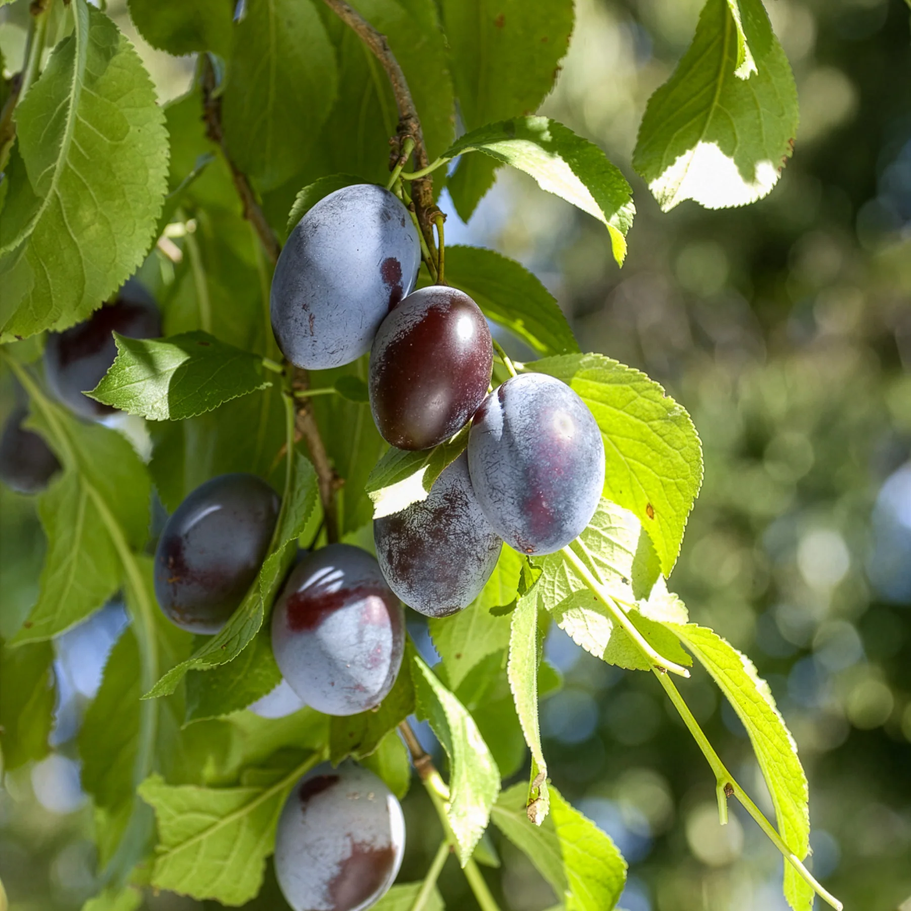 Pflaume ‘Quetsche d’Alsace’ - Image 2