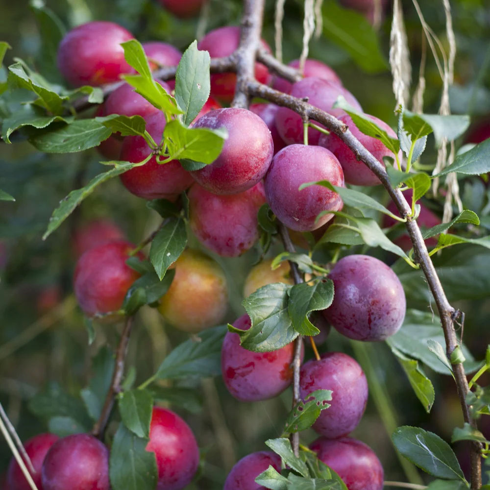 Pflaume 'Reine Victoria'