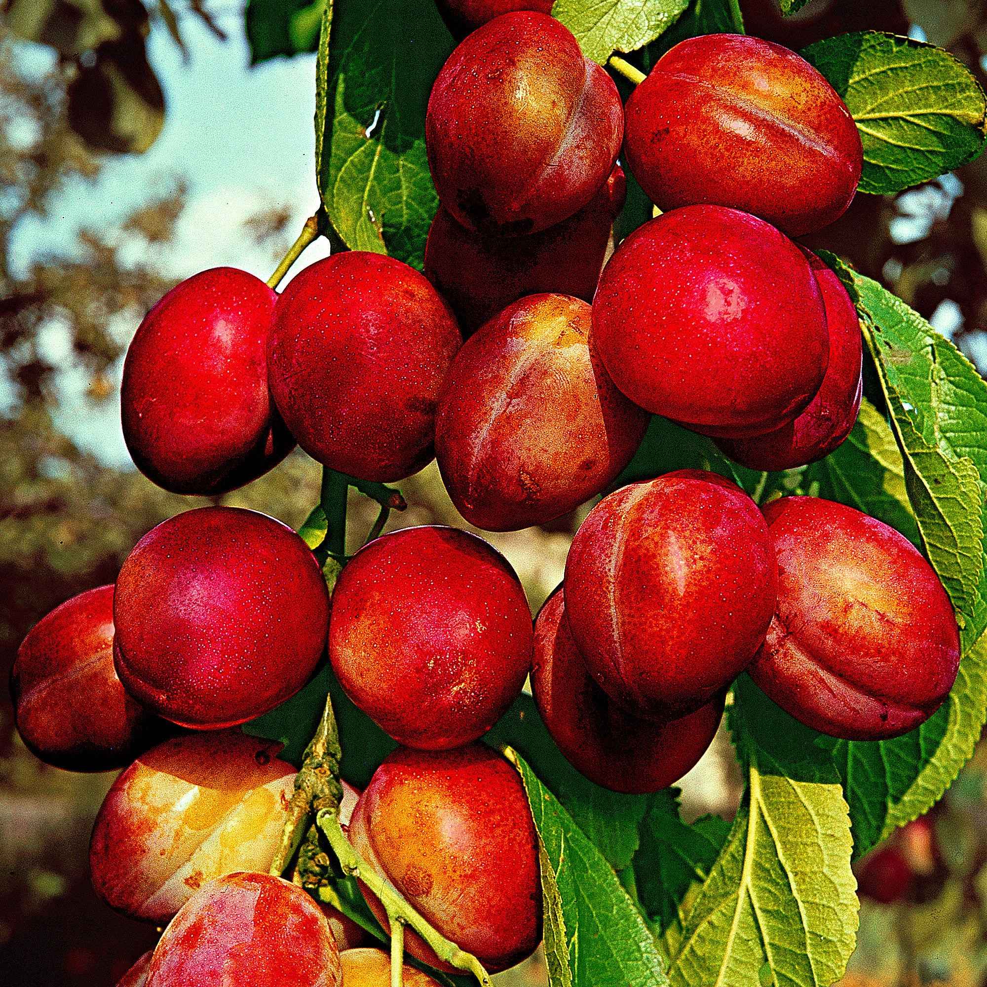 Pflaume 'Reine Victoria' - Image 3