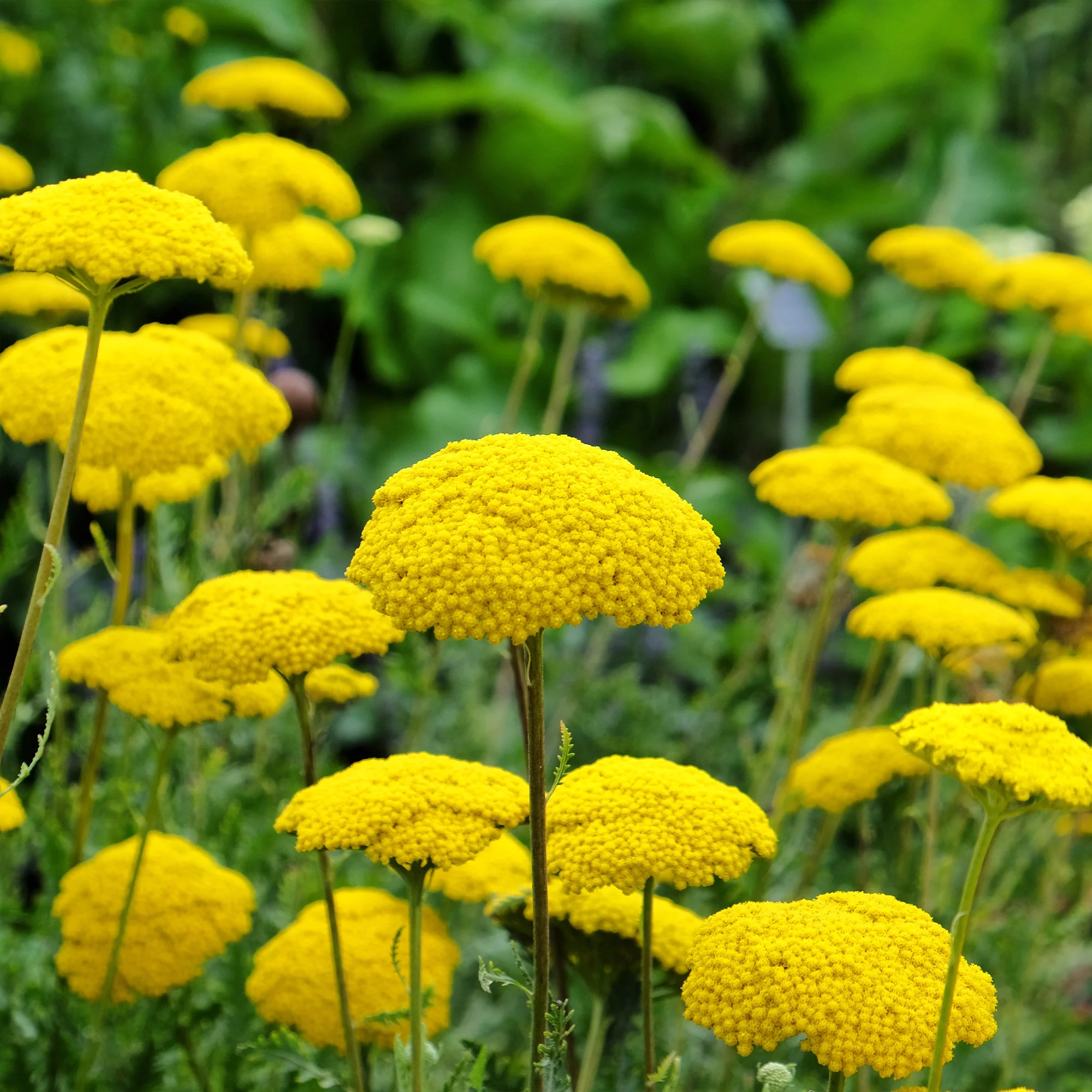 Pflegeleichtes Staudenbeet - Fläche ca. 1,5 m² - Image 3
