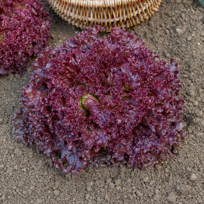 Pflücksalat ‘Lollo Rossa’ - Image 3