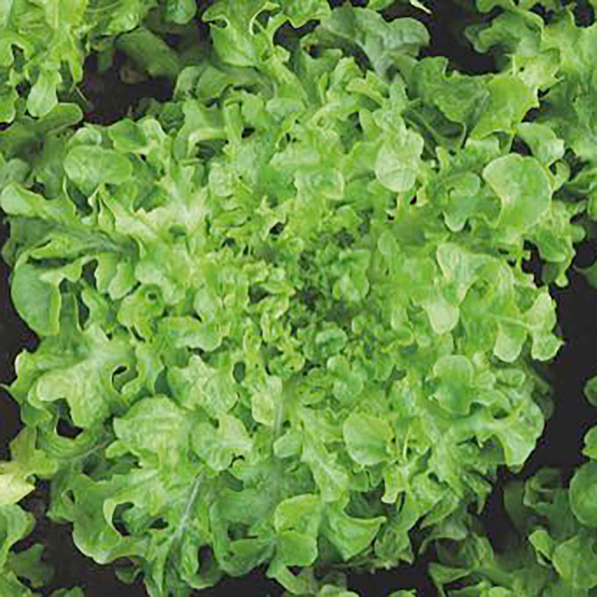 Pflücksalat ‘Salad Bowl’ Grün Bio