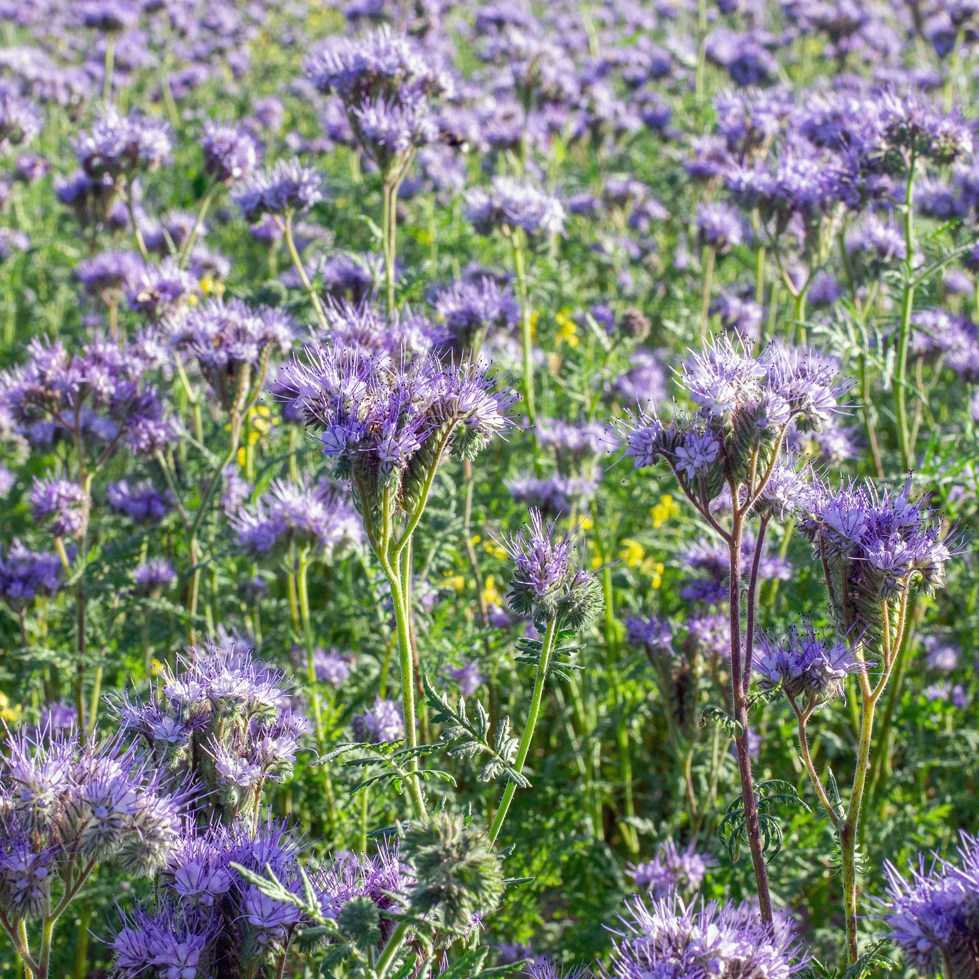 Phacelia Bio