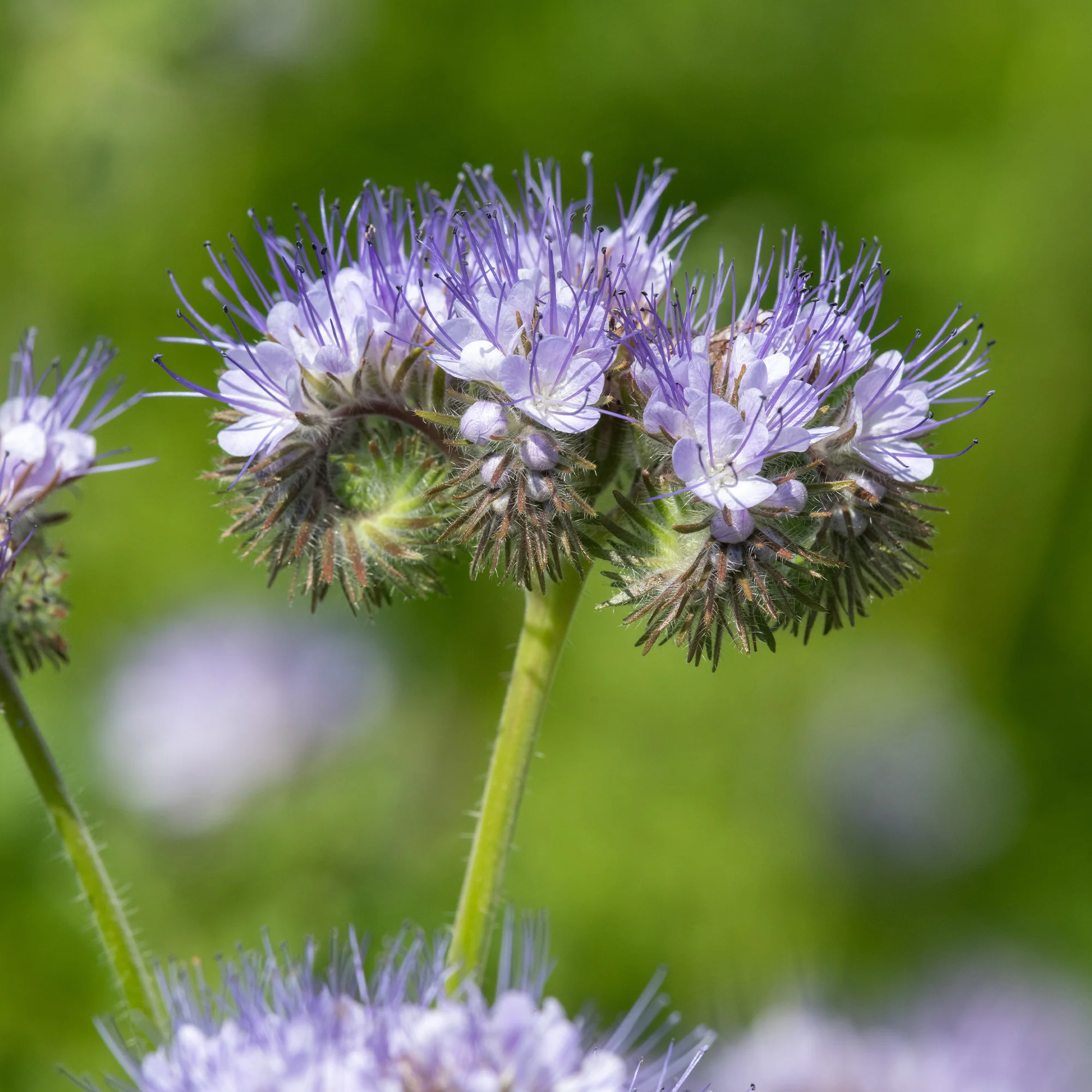 Phacelia Bio - Image 2