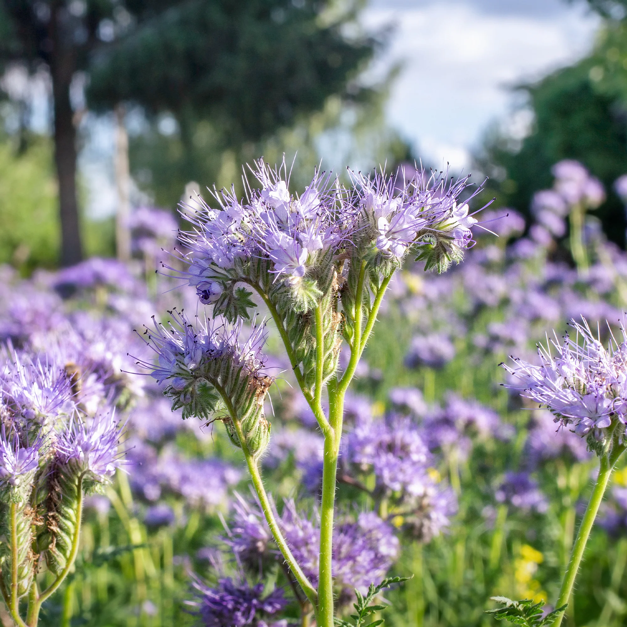 Phacelia Bio - Image 3