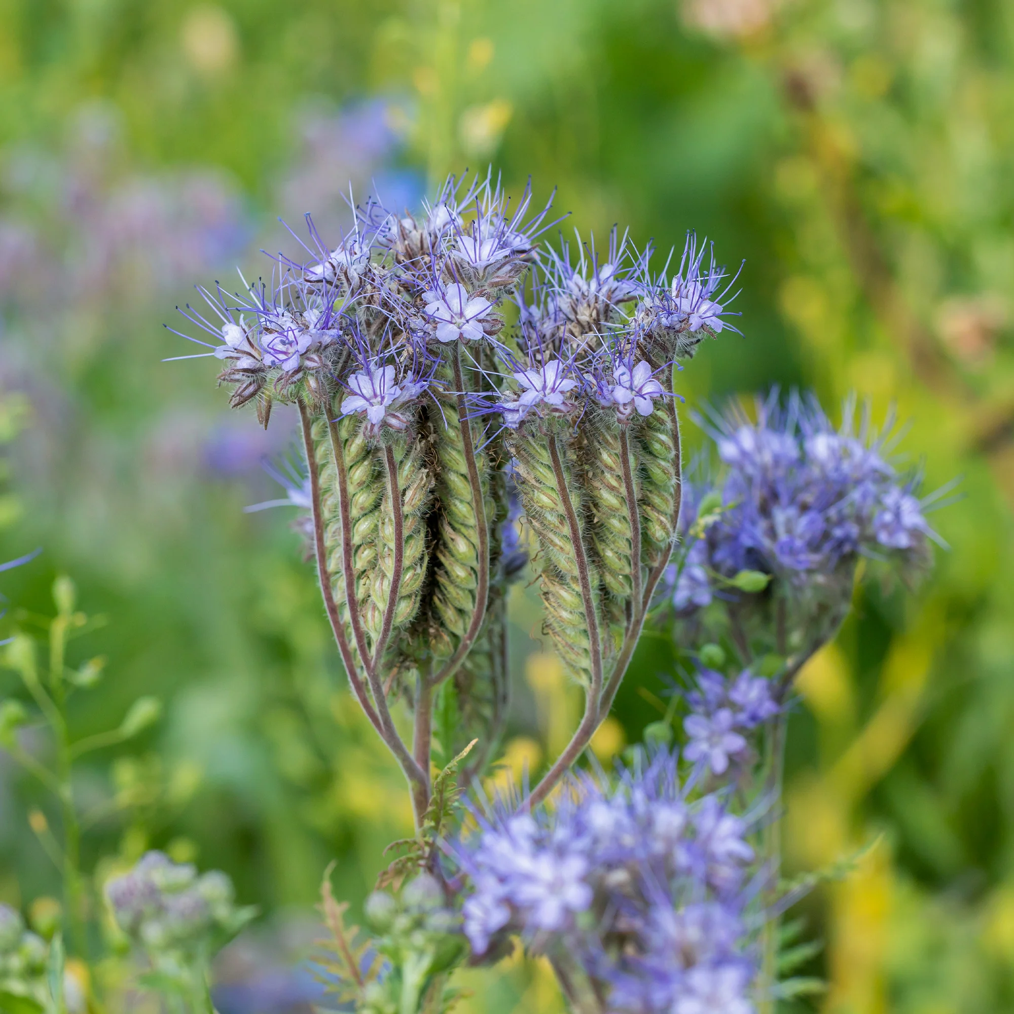 Phacelia Bio - Image 4