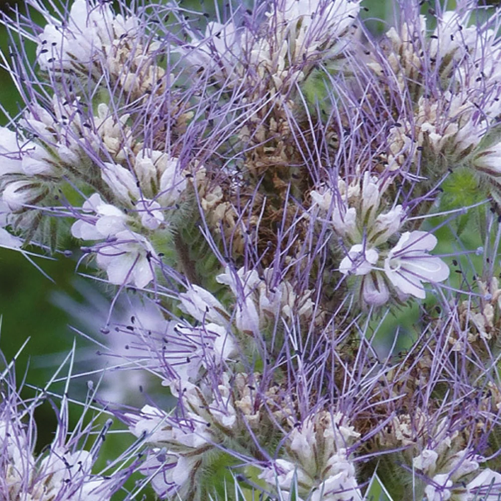 Phacelia Bio - Image 5