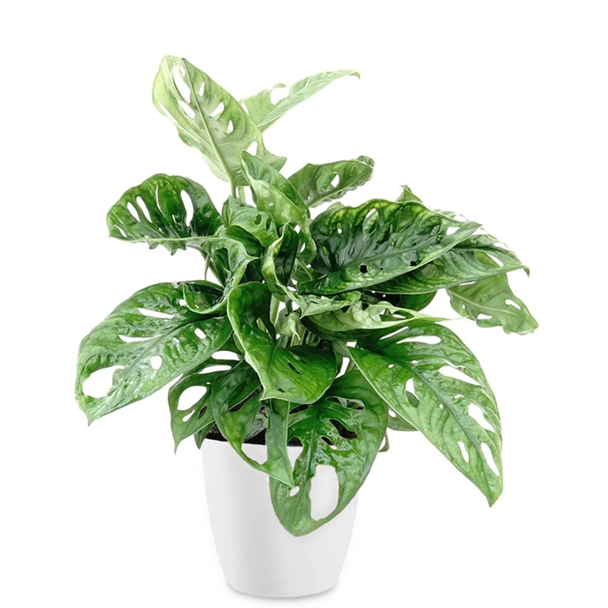 Philodendron Monstera Monkey Mask in weißem Blumentopf ELHO - Image 3