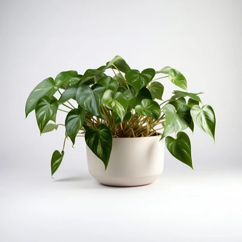 Philodendron scandens - Image 3