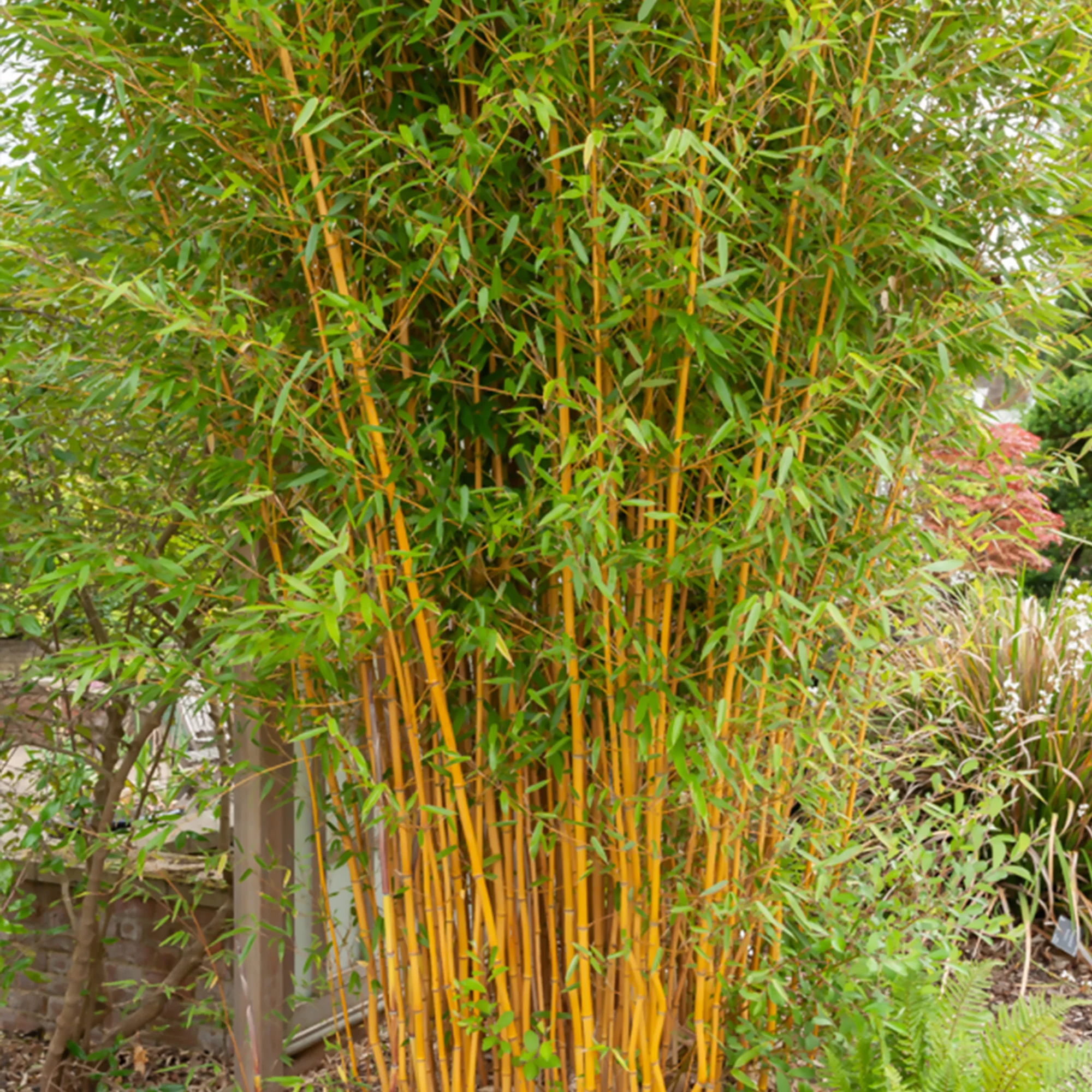 Phyllostachys-Bambus-Kollektion (x3) - Image 3