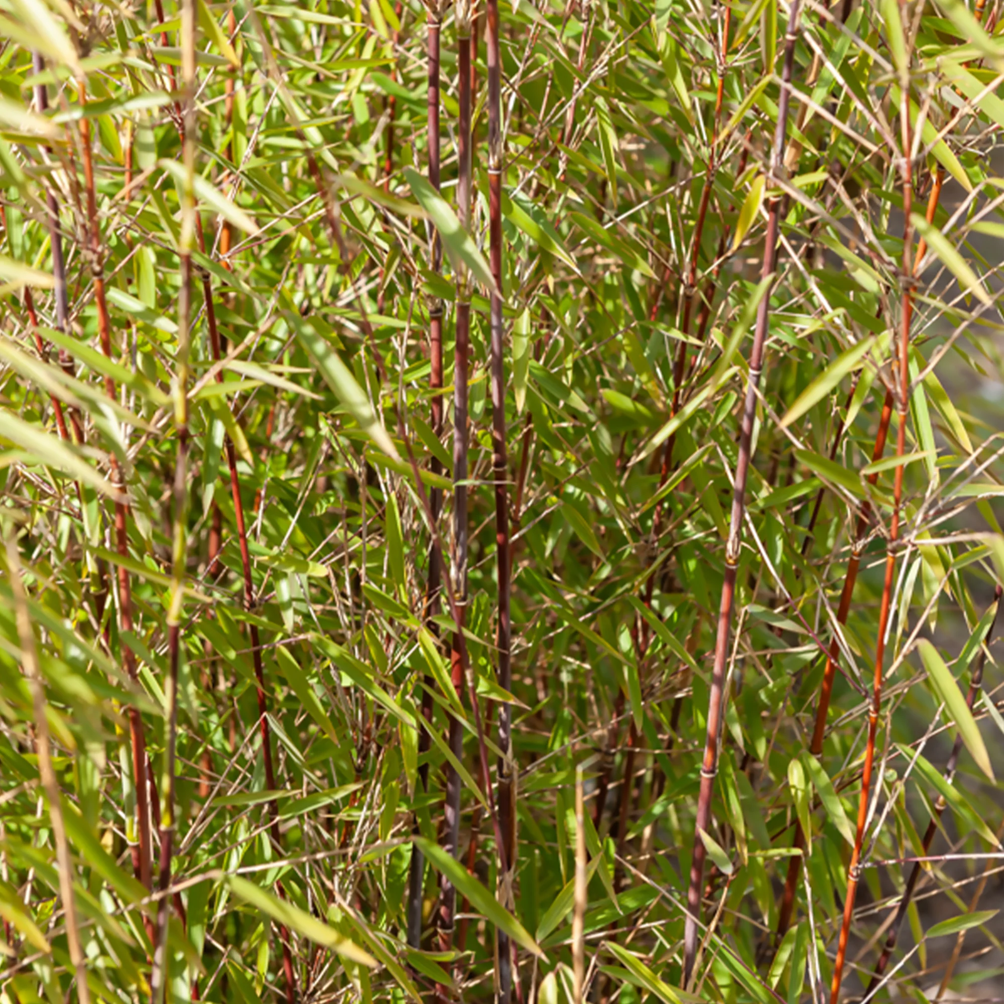 Phyllostachys-Bambus-Kollektion (x3) - Image 4