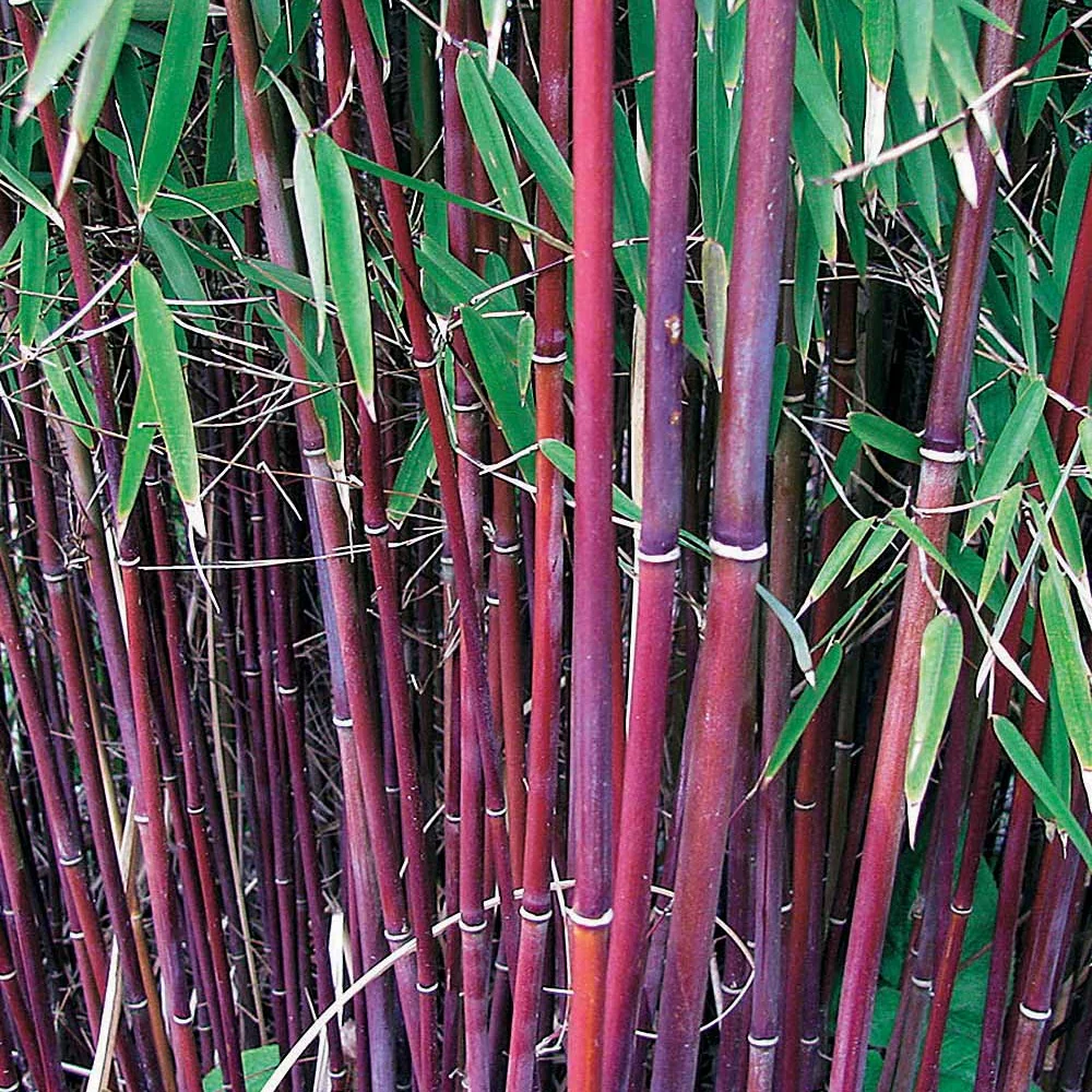 Phyllostachys-Bambus-Kollektion (x3) - Image 7