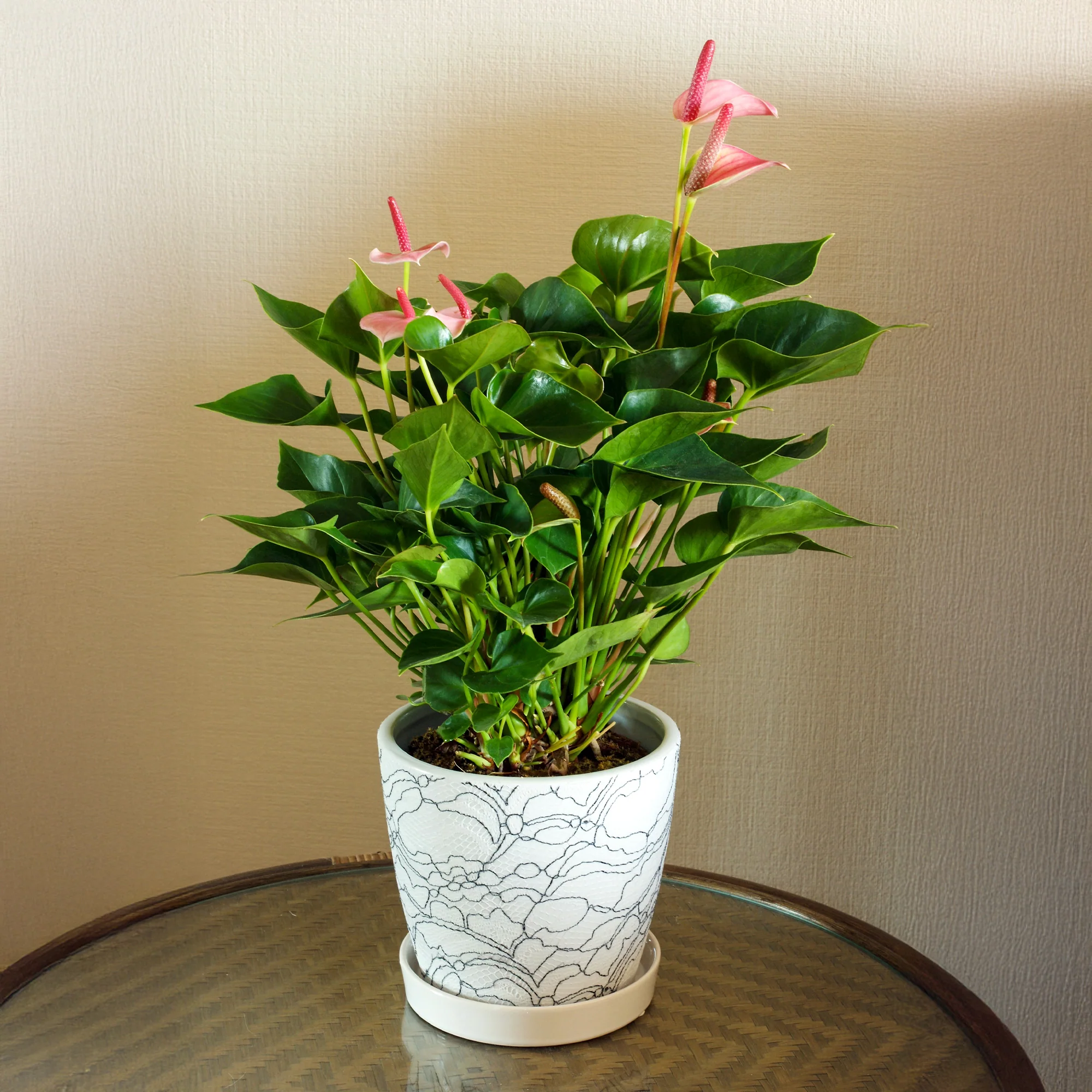 Pink Flamingoblume / Anthurium pink - Image 3