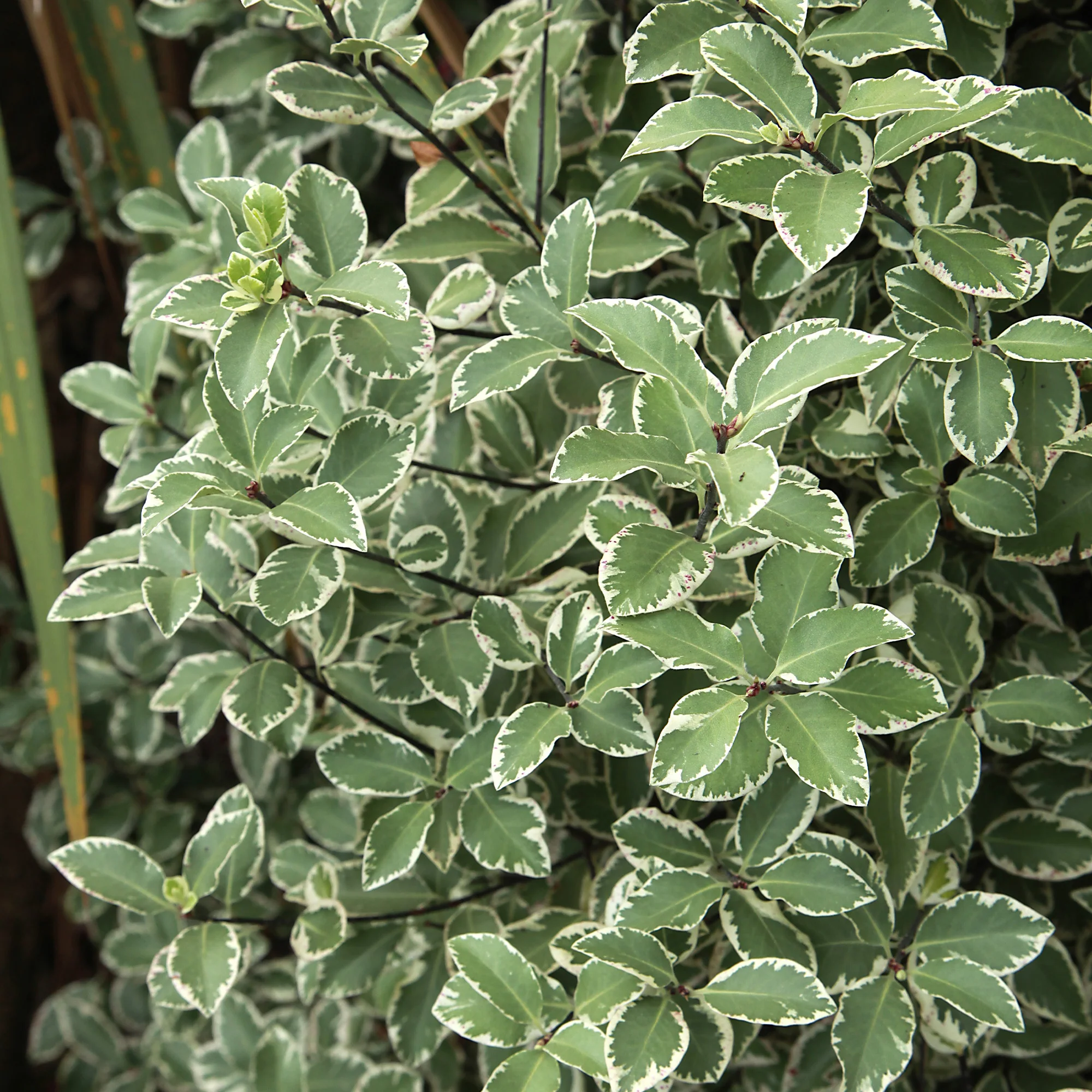 Pittosporum 'Variegatum' - Image 3