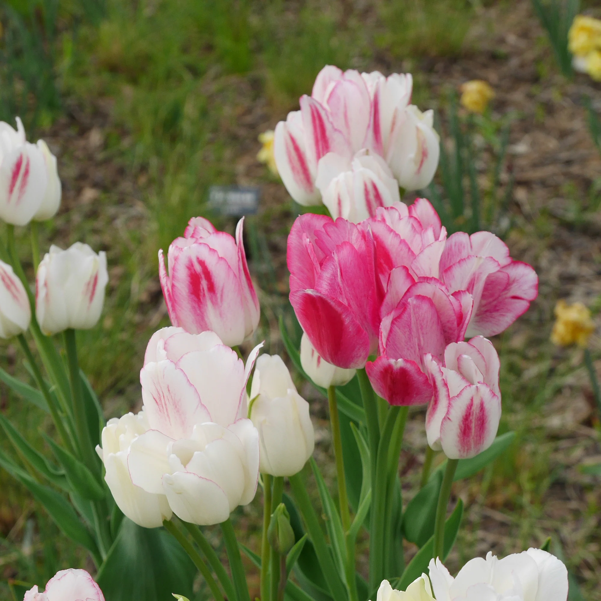 Pluriflores-Tulpen Candy Club - Image 2