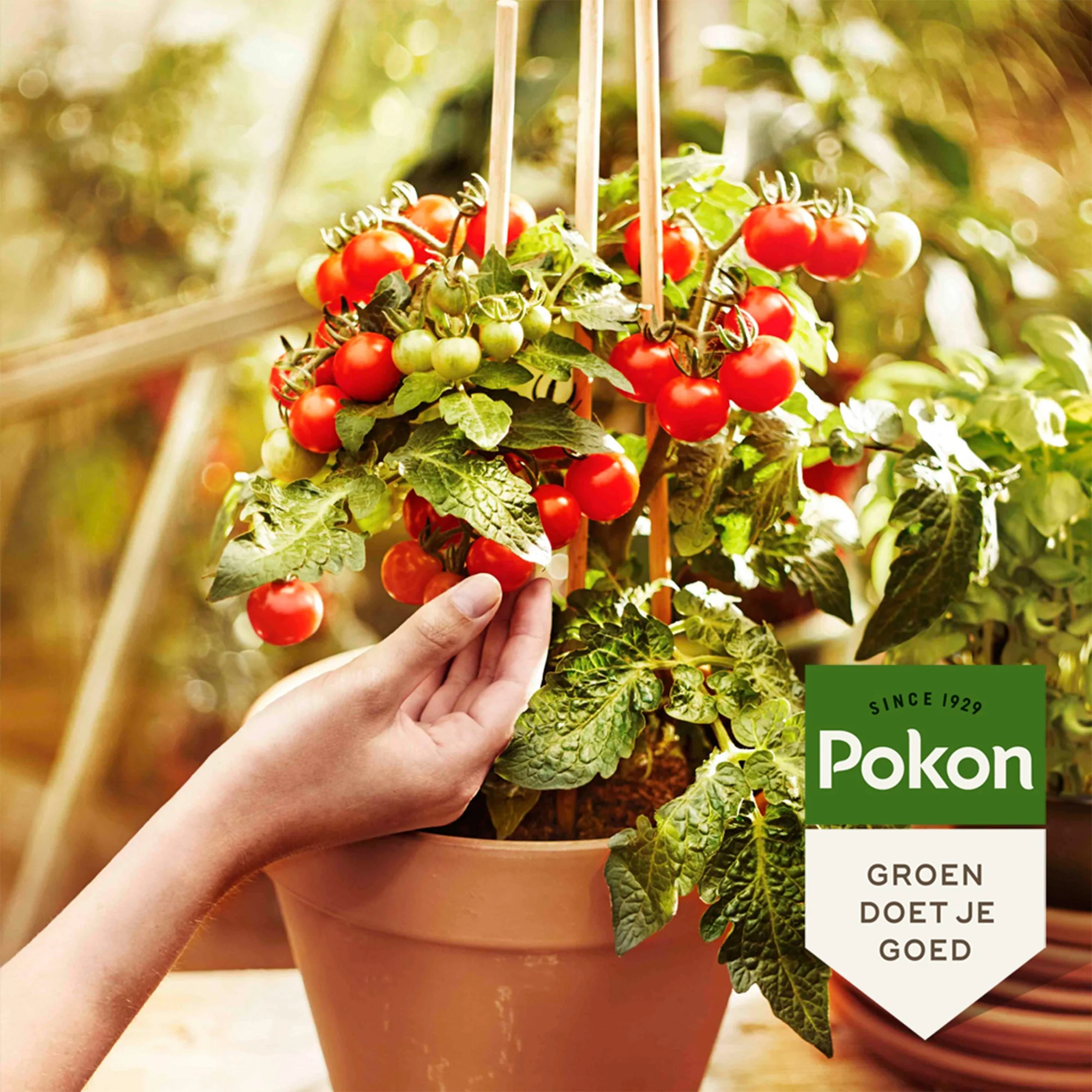 Pokon Bio Gemüsegartenerde - Image 3