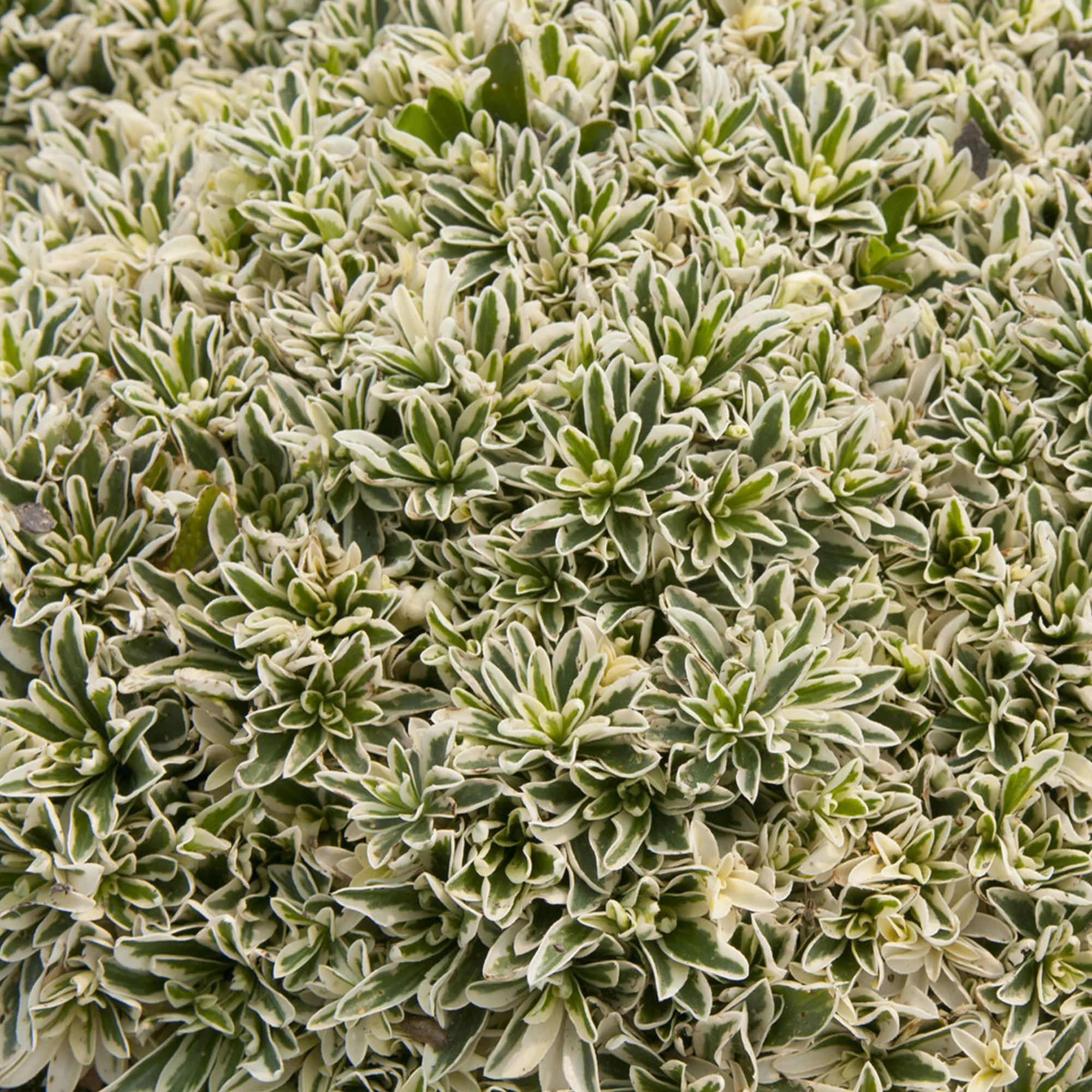Polster-Gänsekresse ‘Variegata’ - Image 3