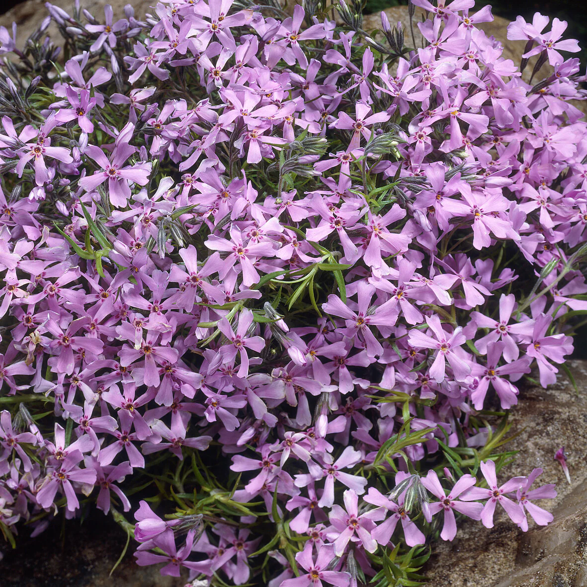 Polster-Phlox ‘Moerheimii’ - Image 3