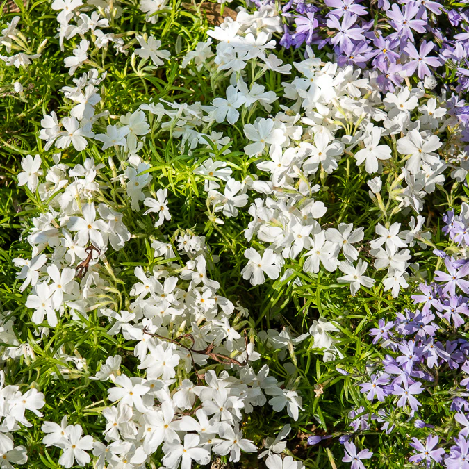 Polster-Phlox ‘White Delight’