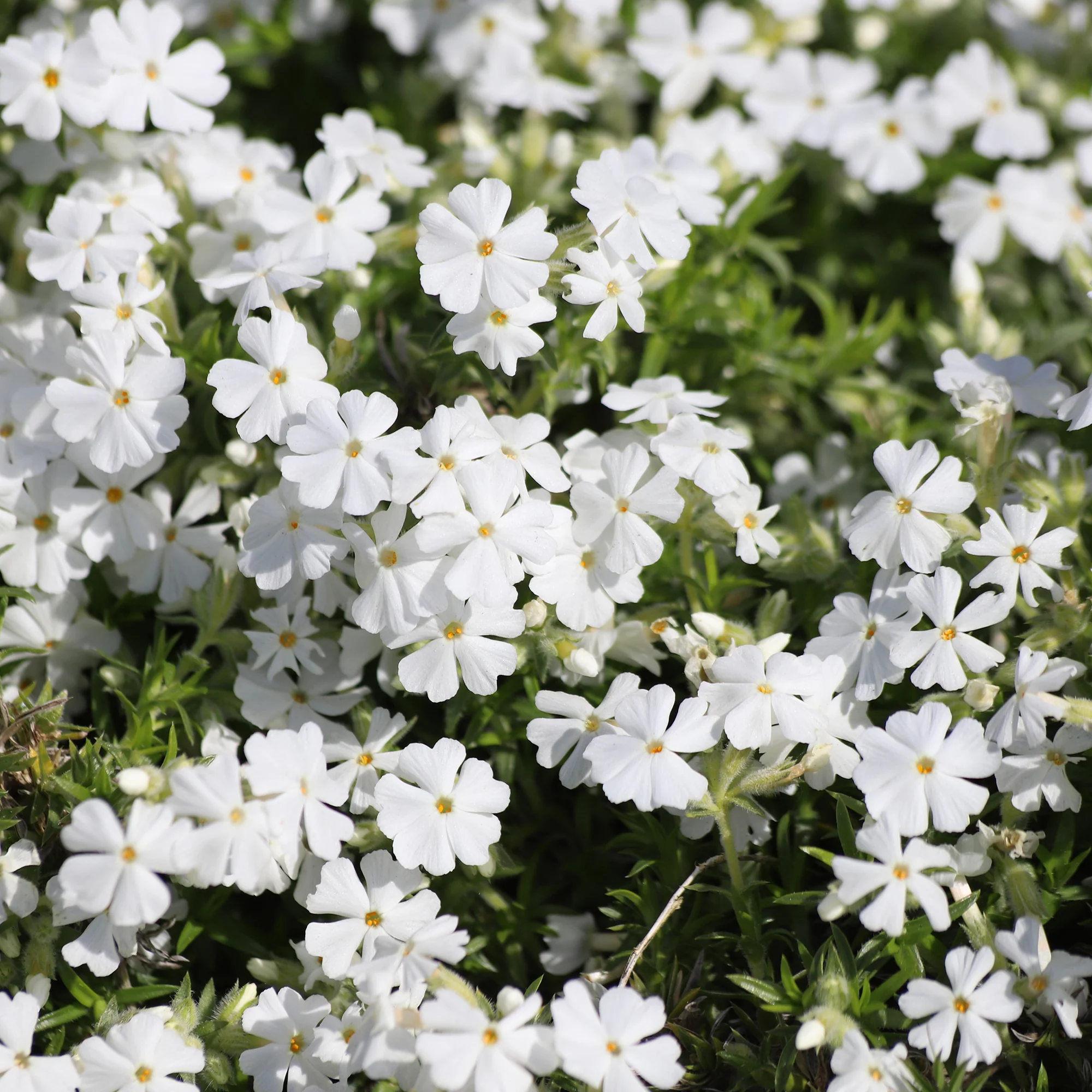Polster-Phlox ‘White Delight’ - Image 2