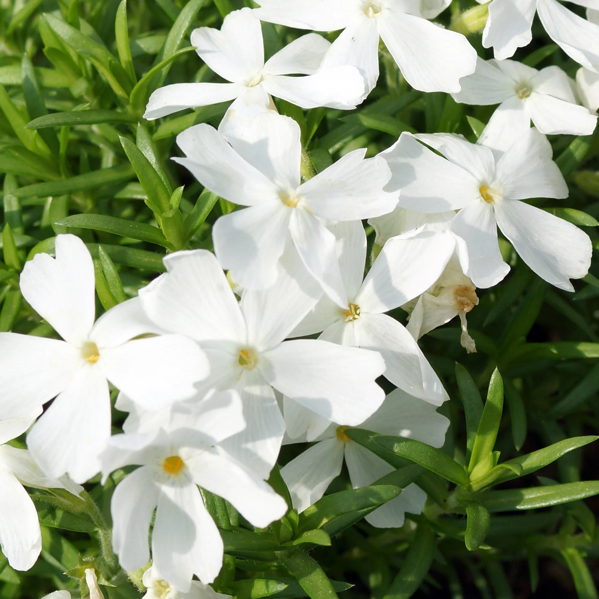 Polster-Phlox ‘White Delight’ - Image 3