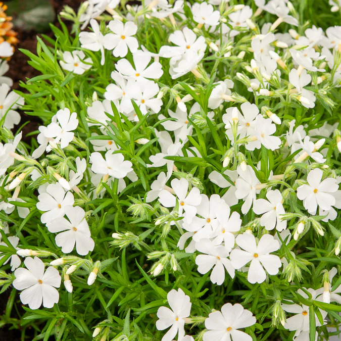 Polster-Phlox ‘White Delight’ - Image 4