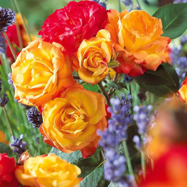 Polyantha-Rose ‘Harlequin’ - Image 2