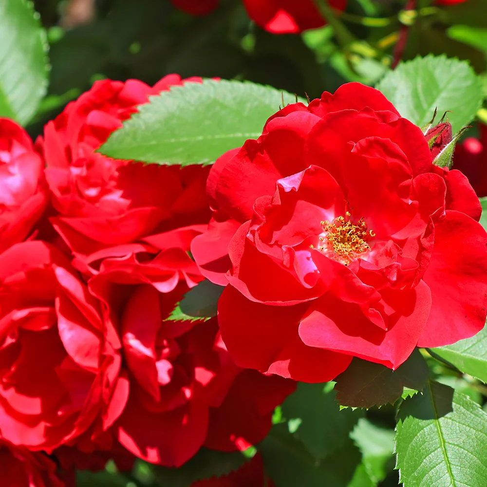 Polyantha-Rose rot - Image 2