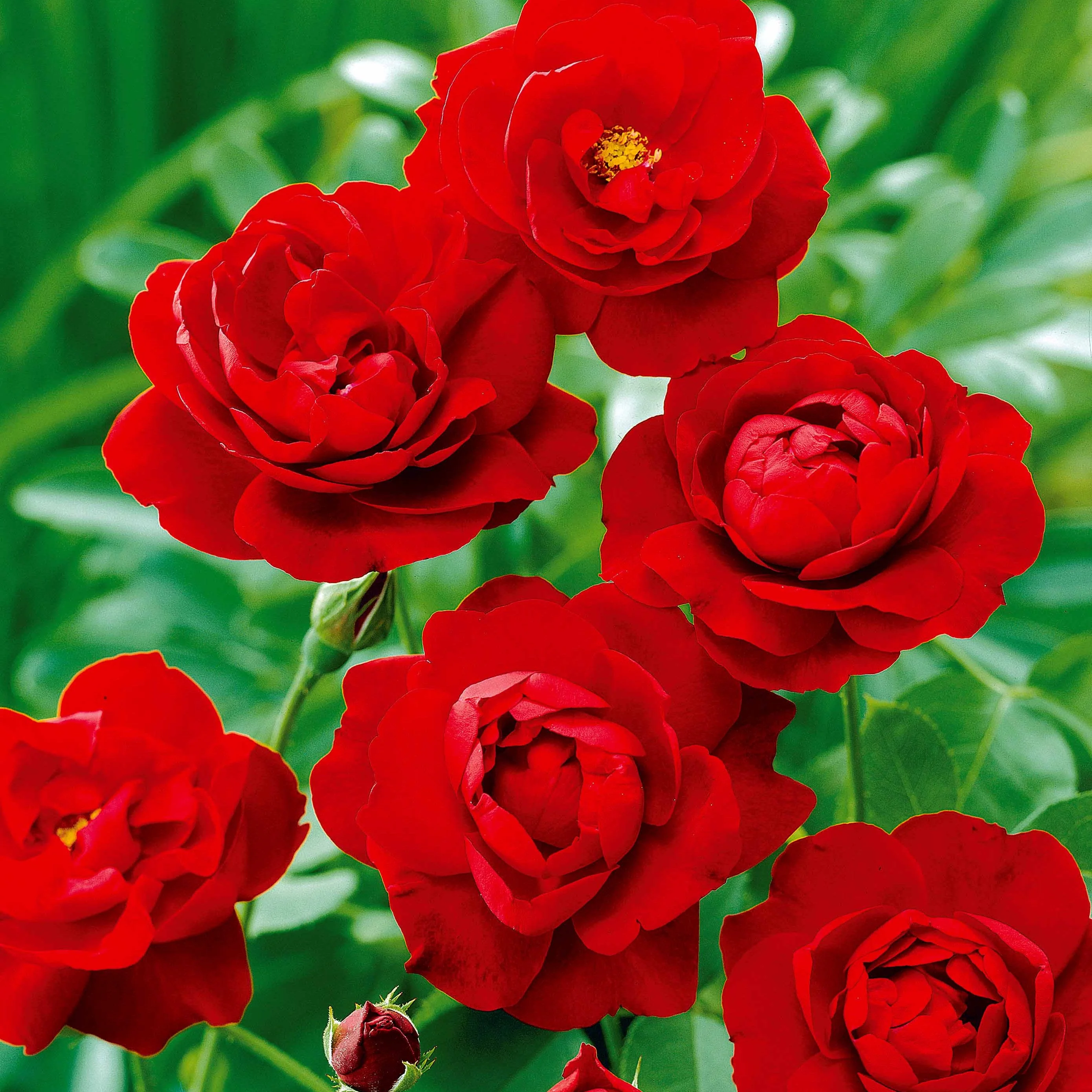 Polyantha-Rose rot - Image 3