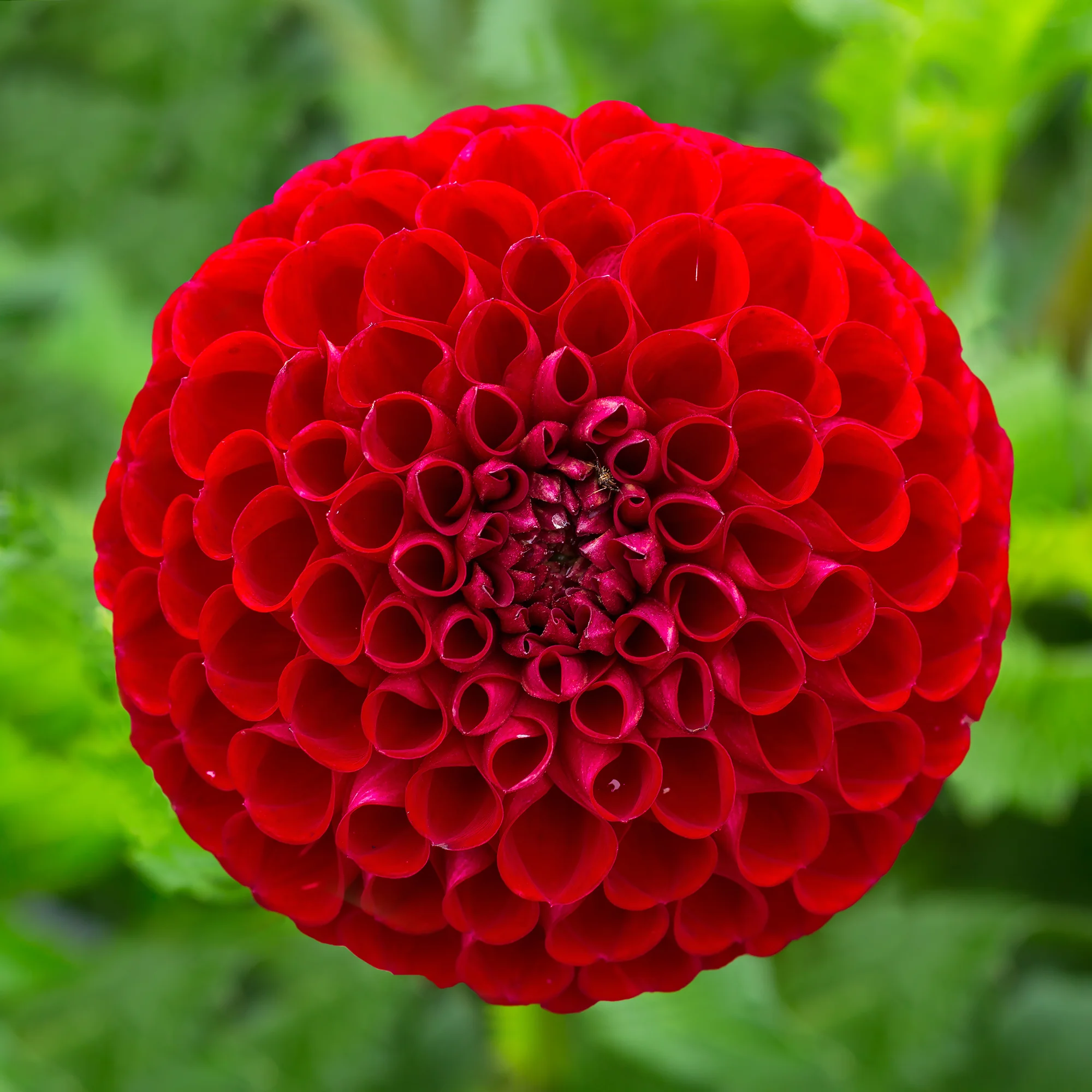 Pompon-Dahlie Cornel - Image 3
