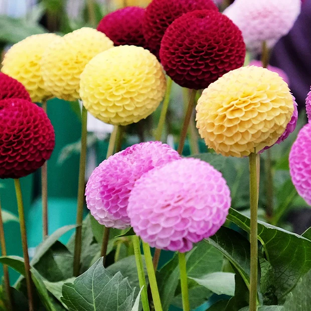 Pompon-Dahlien Mischung (x5) - Image 3