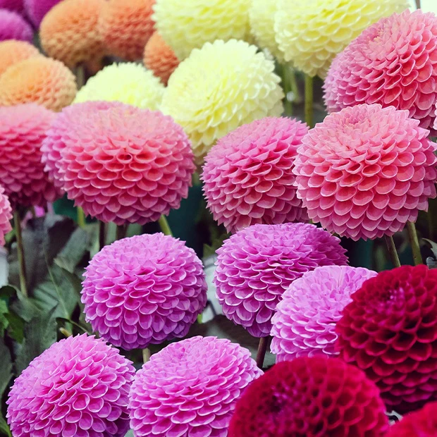 Pompon-Dahlien Mischung (x5) - Image 4