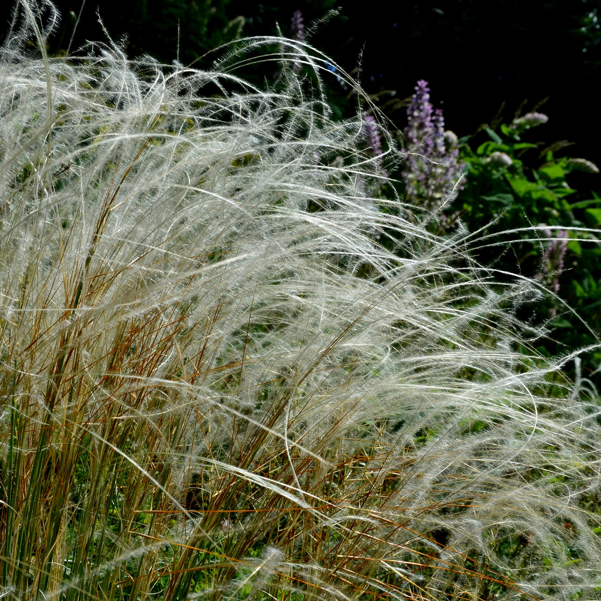 Pracht-Federgras - Image 3