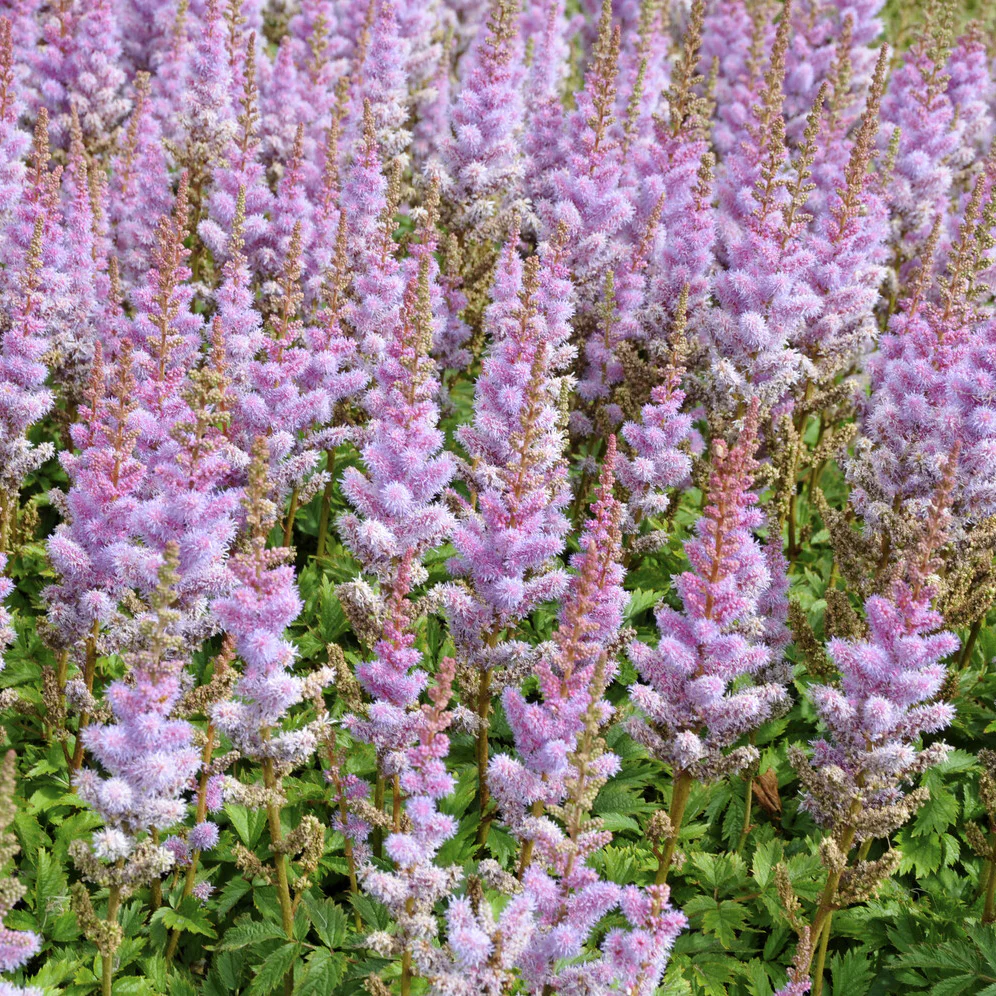 Prachtspiere Astilbe 'Pumila' - Image 3