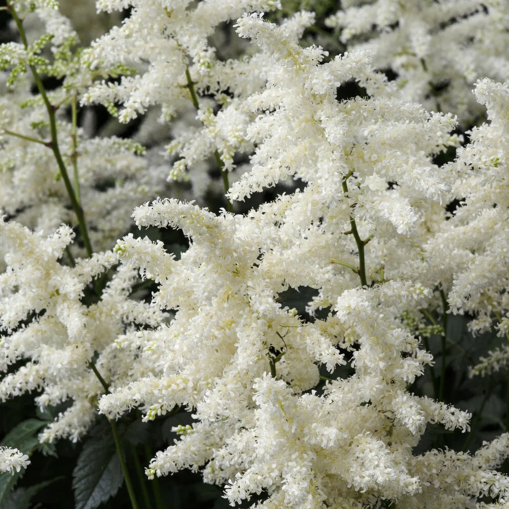 Prachtspiere ‘Brautschleier’ - Image 5