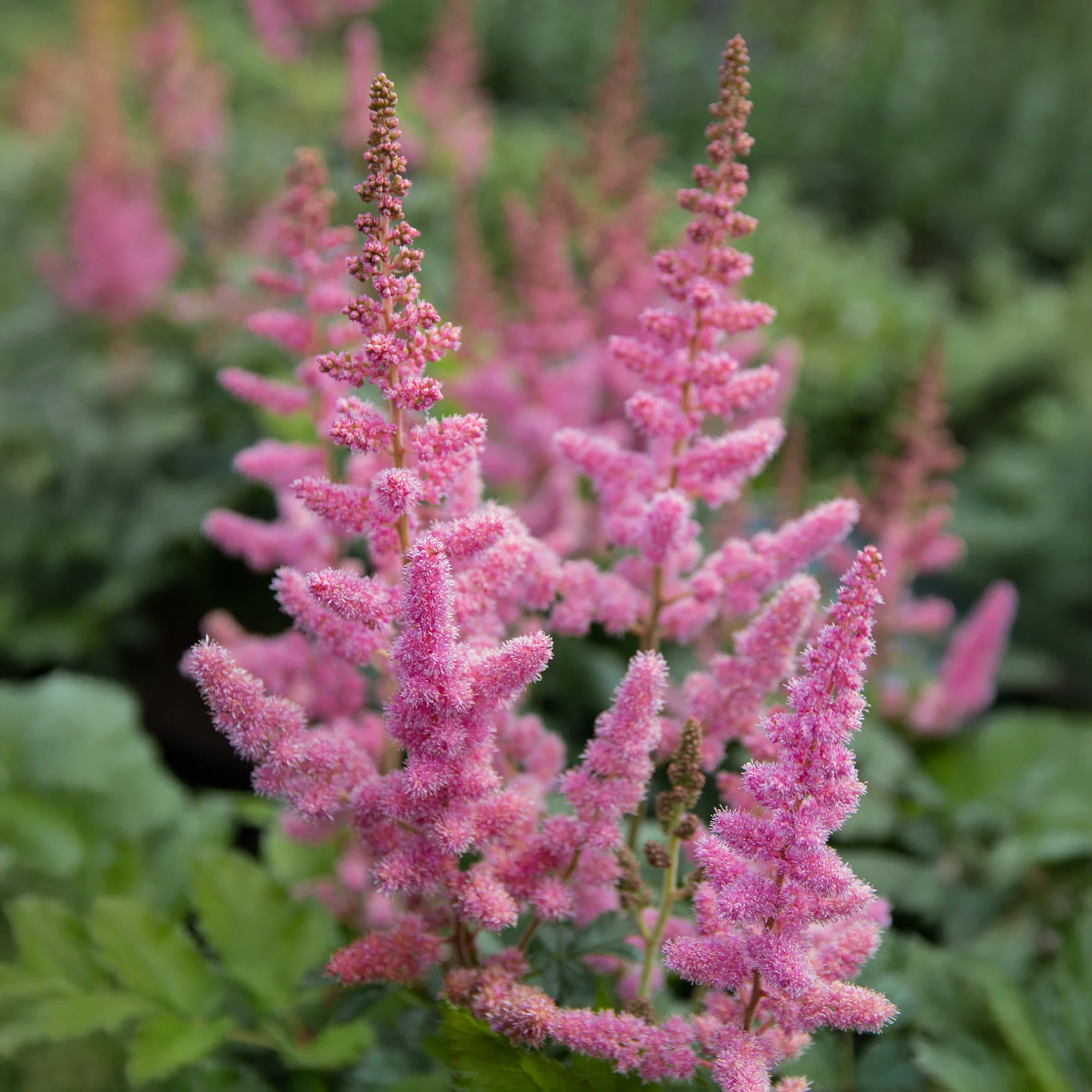 Prachtspiere ‘Little Vision in Pink’® - Image 3