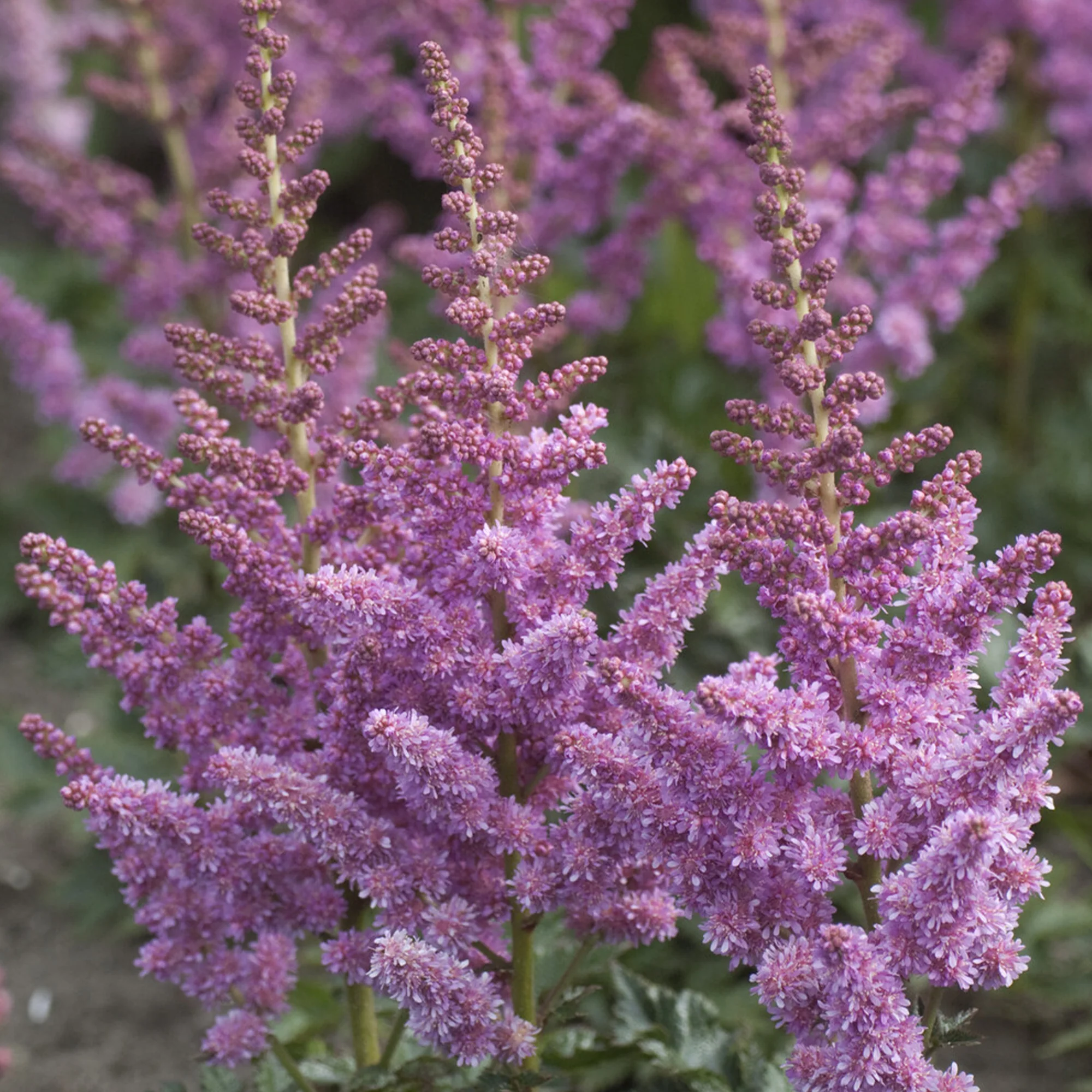 Prachtspiere ‘Little Vision in Purple’® - Image 3